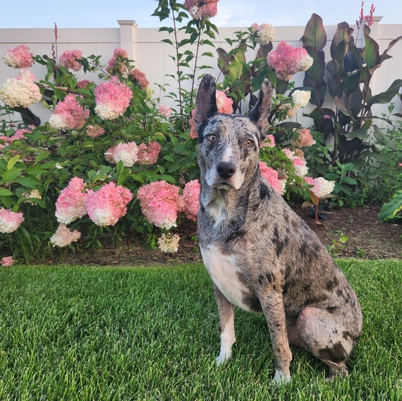 🦋11/6 -Frogprincess01 IS LIVE! W/heather1976p - LOW STARTS & 50%Off Closet - Picture 15 of 16